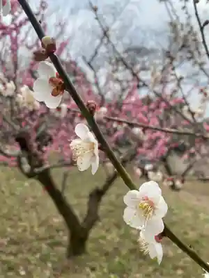 岩津天満宮(愛知県)