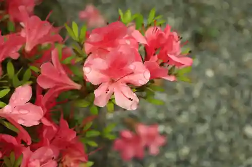 豪徳寺(東京都)