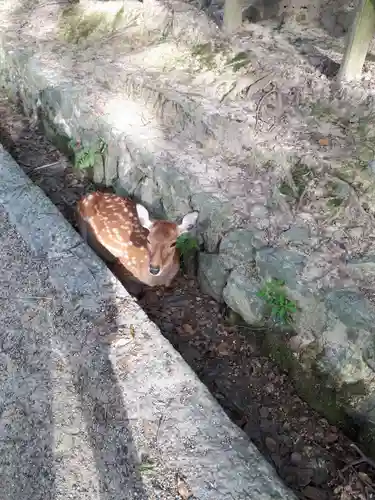 春日大社の動物