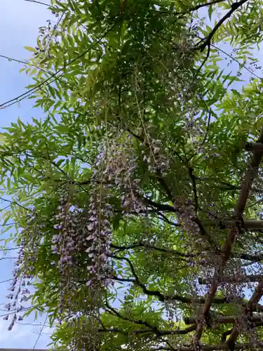 西新井大師総持寺の自然