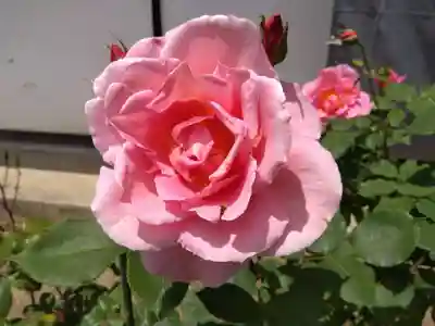 松尾寺(奈良県)