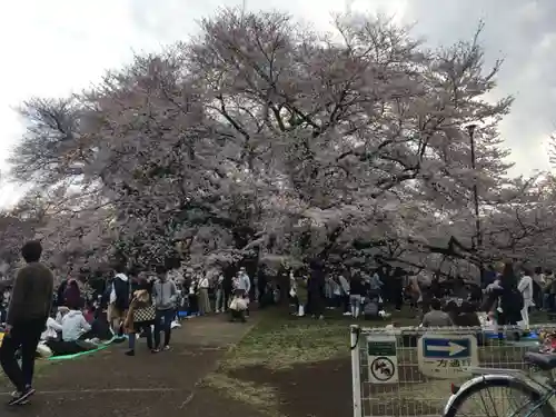 桜神宮の自然