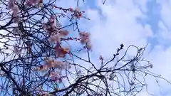 平野神社の自然