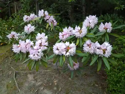 平安神宮の自然