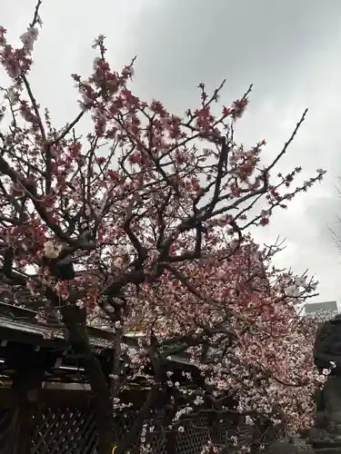 湯島天満宮(東京都)