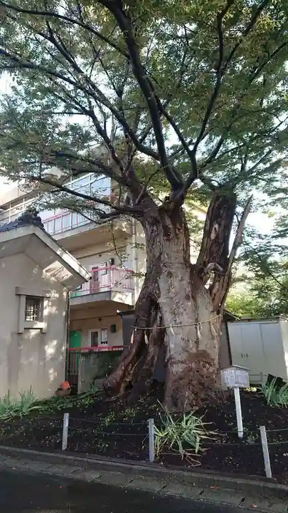 蒲原神社の自然