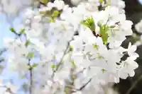 くまくま神社(導きの社 熊野町熊野神社)の自然