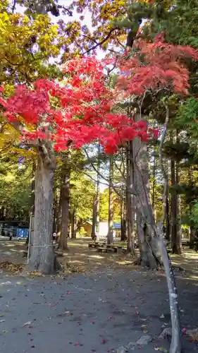 北海道神宮の自然