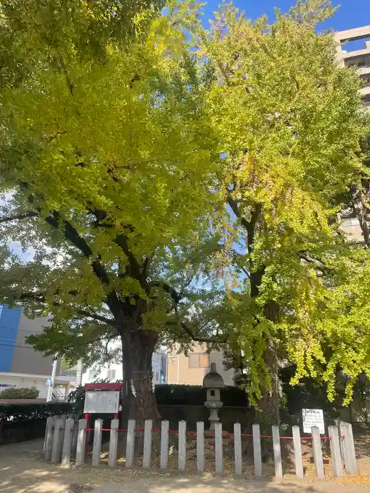 久留米宗社 日吉神社の自然