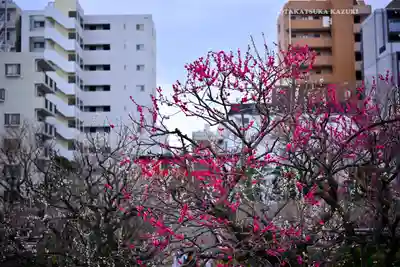 亀戸天神社(東京都)