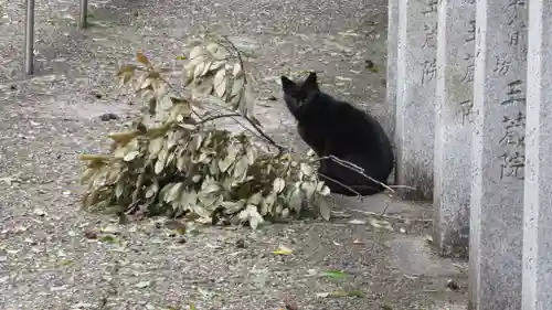 朝護孫子寺の動物
