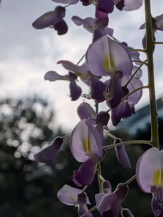 愛染院(東京都)