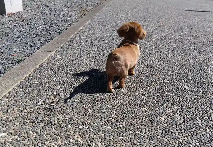 杉杜白髭神社(福井県)