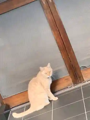 城山富士浅間神社の動物