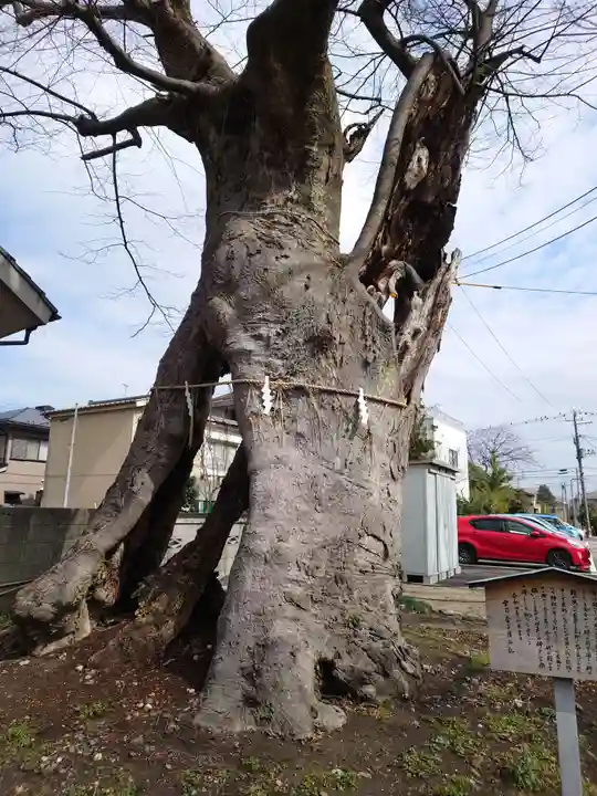 蒲原神社の自然