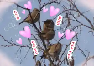 留辺蘂神社の動物(2024年05月19日(日) 23時13分20秒投稿)