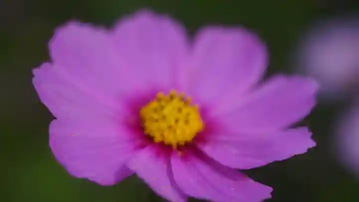 般若寺 ❁コスモス寺❁(奈良県)