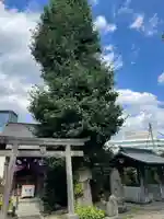 筑土八幡神社の鳥居