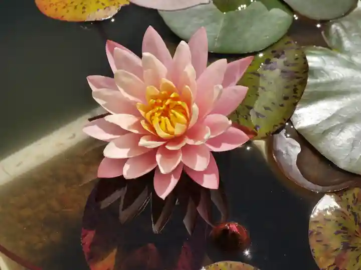 極楽山 浄土寺の自然