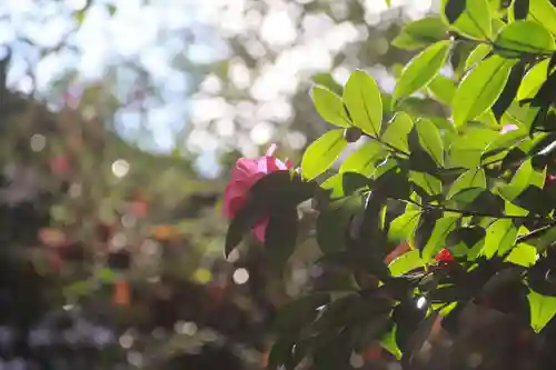 神炊館神社 ⁂奥州須賀川総鎮守⁂の自然