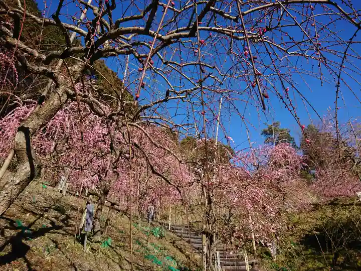 大縣神社の自然