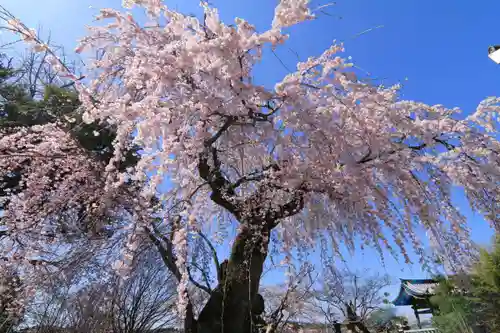 円通寺の庭園