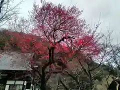 龍雲寺の自然