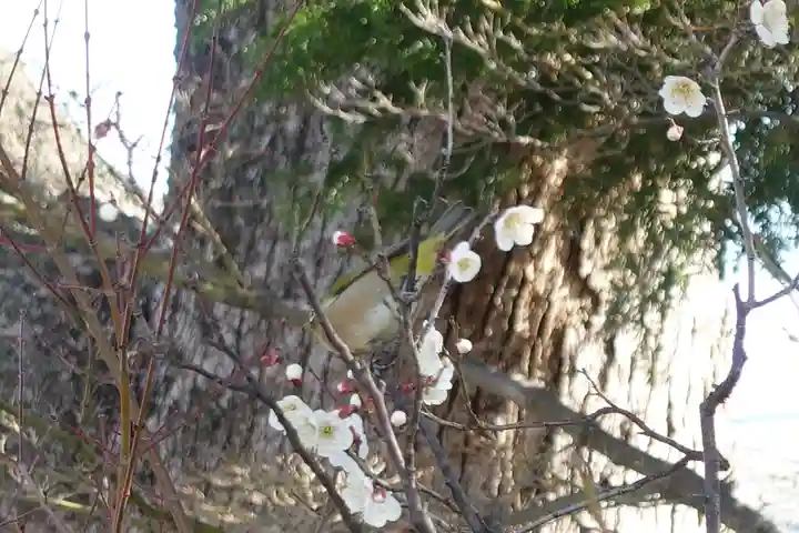 菅原天満宮(菅原神社)(奈良県)
