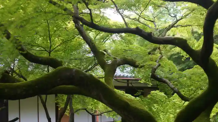 青蓮院門跡(京都府)