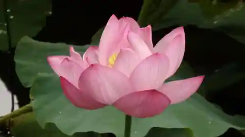 寛永寺不忍池弁天堂の自然