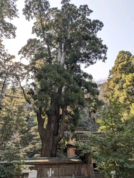 若狭姫神社(若狭彦神社下社)の{uncategorized: "未分類", other: "その他", undefined: "問題あり", building: "その他建物", grave: "お墓", sacred_gate: "鳥居", guardian: "狛犬", statue: "像", buddha: "仏像", history: "歴史", nature: "自然", garden: "庭園", animal: "動物", pagoda: "塔", temizu: "手水舎", mountain_gate: "山門・神門", sanctuary: "本殿・本堂", subordinate: "末社・摂社", art: "芸術", scenery: "景色", jizo: "地蔵", ema: "絵馬", goshuin: "御朱印", omikuji: "おみくじ", items: "授与品その他", amulet: "お守り", goshuincho: "御朱印帳", eats: "食事", festival: "お祭り", votive_dance: "神楽", shichigosan: "七五三参", wedding: "結婚式", experience: "体験その他", initially: "初詣", around: "周辺", anti_infection: "感染症対策"}