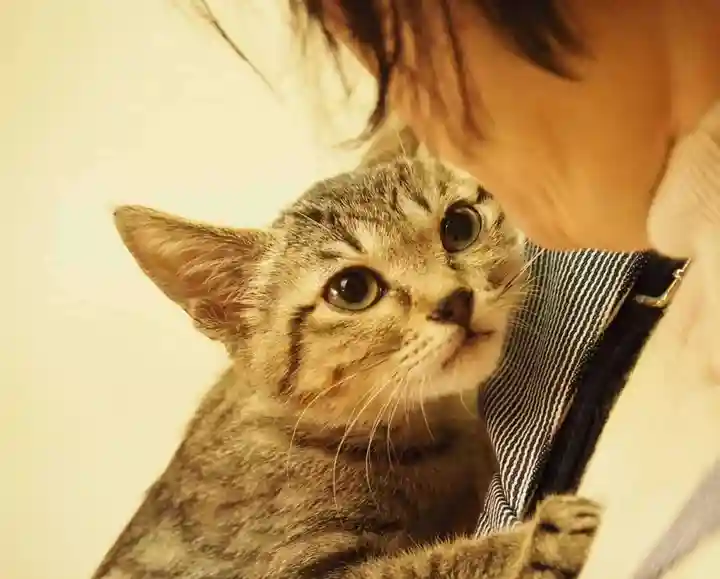 天王山 安楽寺の動物