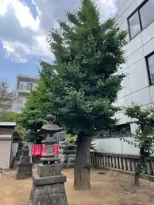 青葉台北野神社の自然
