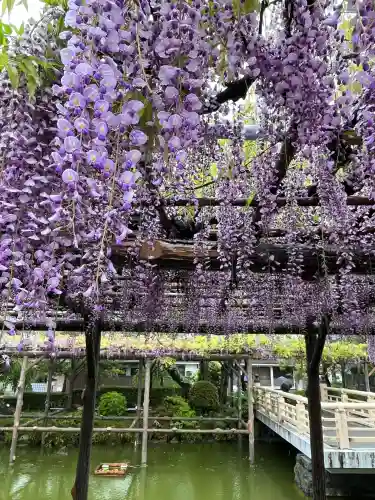 亀戸天神社(東京都)