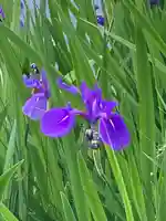 厳島神社の宇賀神社 穴弁天(東京都)