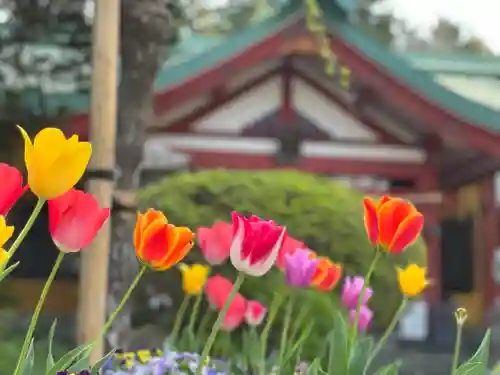 新橋浅間神社の自然