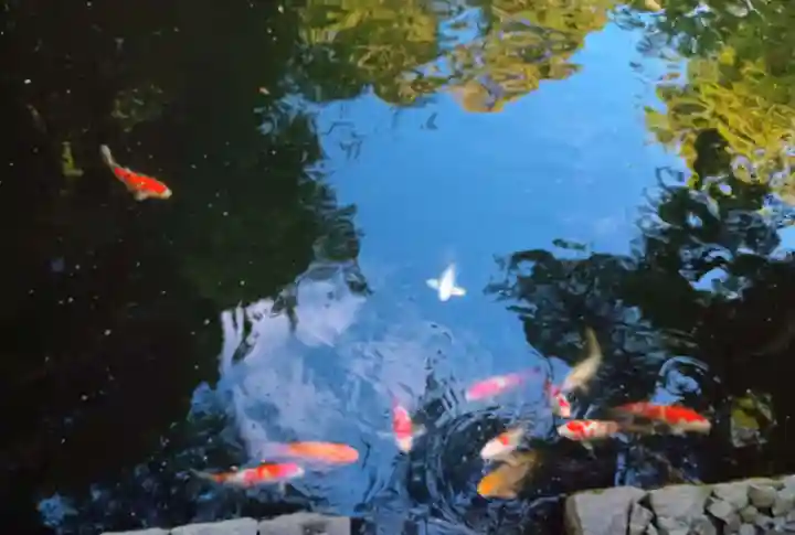 鶴岡八幡宮の動物