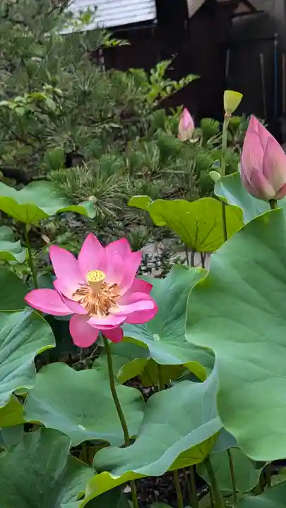 行願寺(革堂)(京都府)