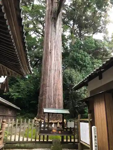 事任八幡宮の自然