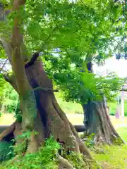 金村別雷神社(茨城県)