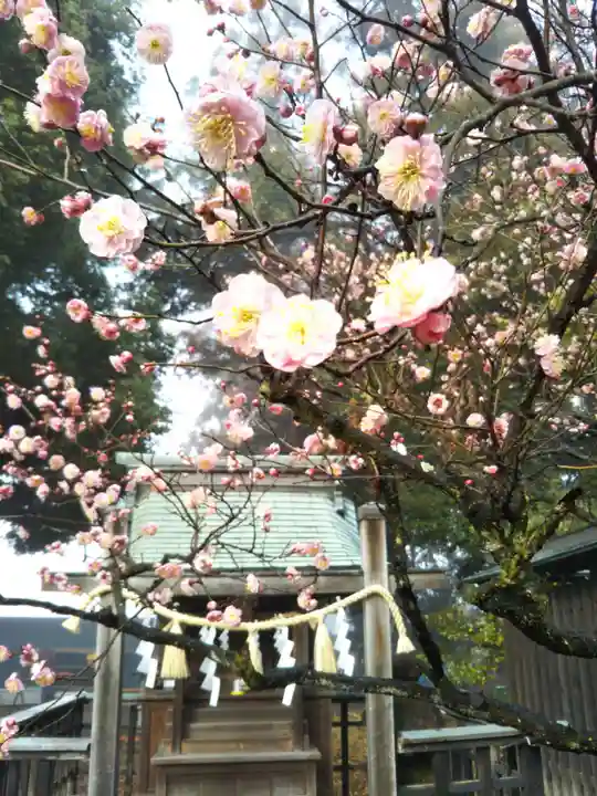 甲斐國一宮 浅間神社の自然