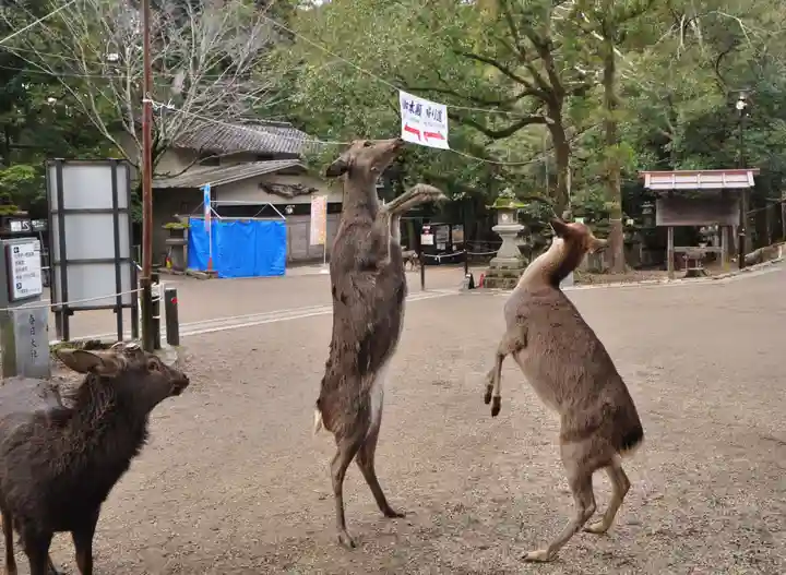 春日大社(奈良県)