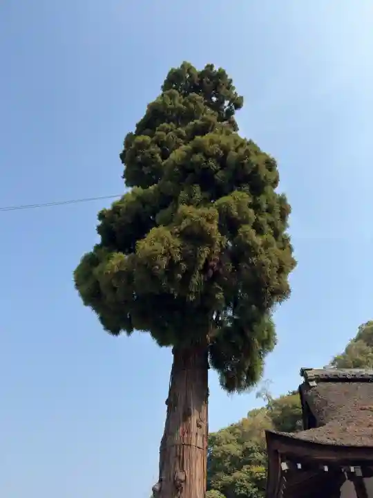 大神神社の{uncategorized: "未分類", other: "その他", undefined: "問題あり", building: "その他建物", grave: "お墓", sacred_gate: "鳥居", guardian: "狛犬", statue: "像", buddha: "仏像", history: "歴史", nature: "自然", garden: "庭園", animal: "動物", pagoda: "塔", temizu: "手水舎", mountain_gate: "山門・神門", sanctuary: "本殿・本堂", subordinate: "末社・摂社", art: "芸術", scenery: "景色", jizo: "地蔵", ema: "絵馬", goshuin: "御朱印", omikuji: "おみくじ", items: "授与品その他", amulet: "お守り", goshuincho: "御朱印帳", eats: "食事", festival: "お祭り", votive_dance: "神楽", shichigosan: "七五三参", wedding: "結婚式", experience: "体験その他", initially: "初詣", around: "周辺", anti_infection: "感染症対策"}