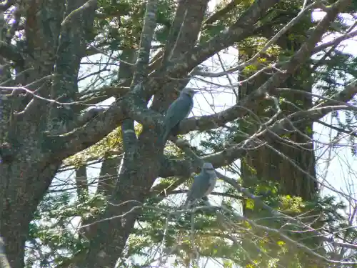 留辺蘂神社の動物