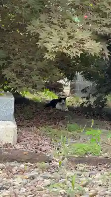 森町稲荷神社(北海道)