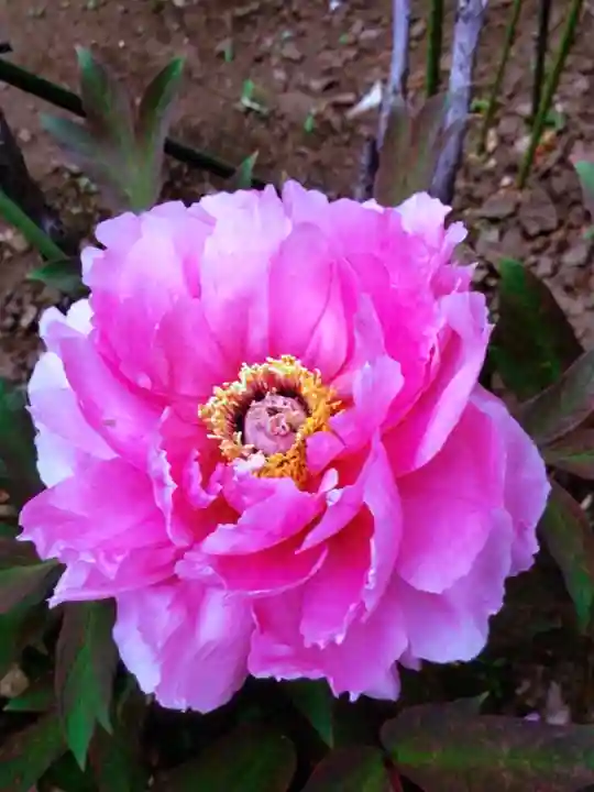 禅定院(東京都)