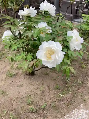 吉祥寺(千葉県)