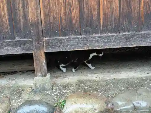 八幡社（柏井町）の動物