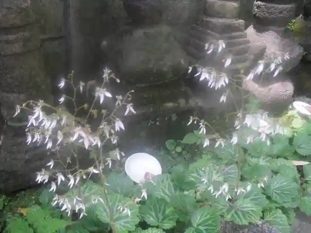 岩窟不動尊(巌窟不動尊/窟堂不動尊/窟堂/岩屋堂)の自然