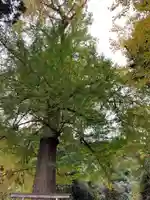 大六神社の自然